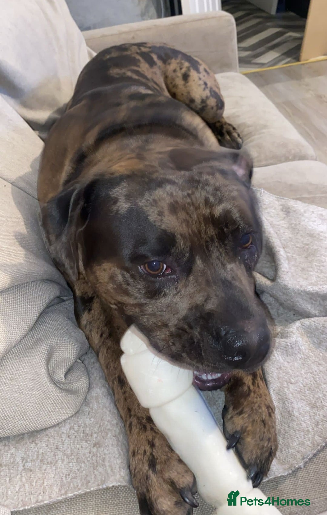 American Bulldog dogs for sale: 1 year old this mth(born Sept 24)American Bulldog - Image 1