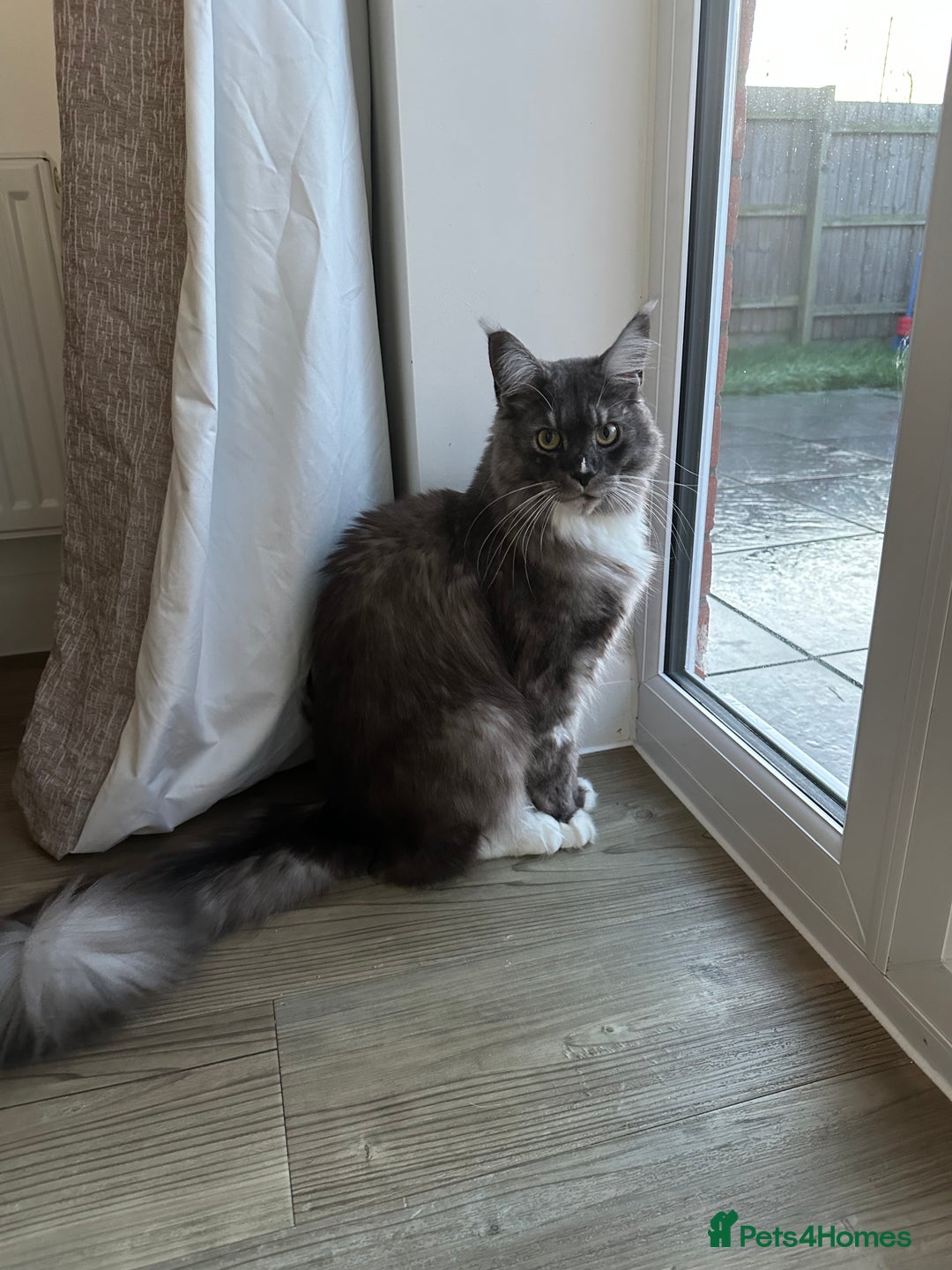 Maine Coon cats for sale: 1 1/2 year old Maine coon - Advert 1