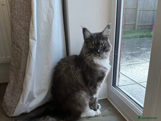 Maine Coon cats 1 1/2 year old Maine coon - Advert 6