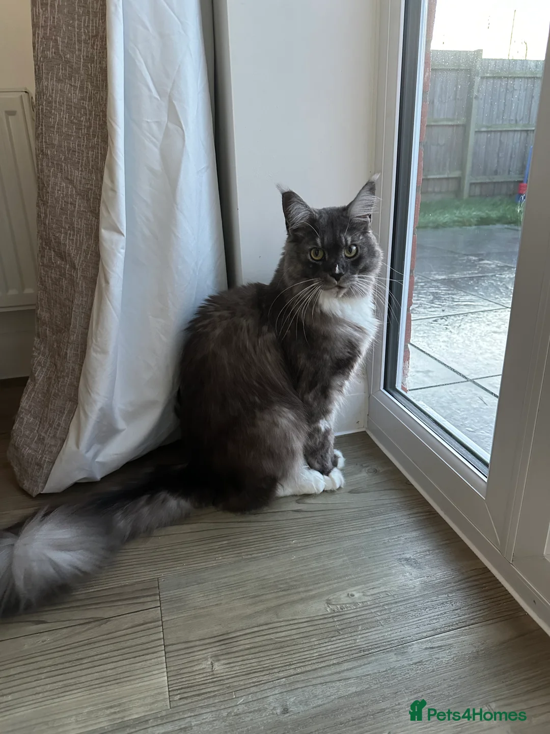 Maine Coon cats for sale: 1 1/2 year old Maine coon - Advert 1