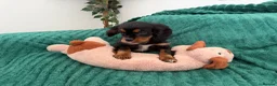 Cavalier King Charles Spaniel dogs for sale:     Puppies – Ready for Their Forever Homes - Advert 7