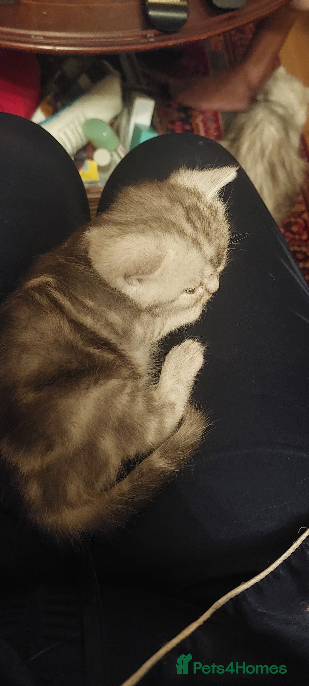 Persian cats for sale: Persian Chinchilla cross kittens for sale  - Image 16