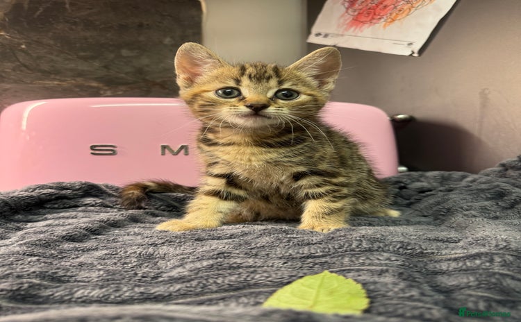 Mixed Breed cats Kittens  - Advert 4