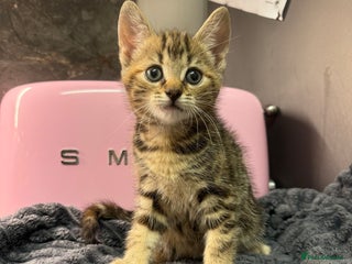 Mixed Breed cats Kittens - Advert 8