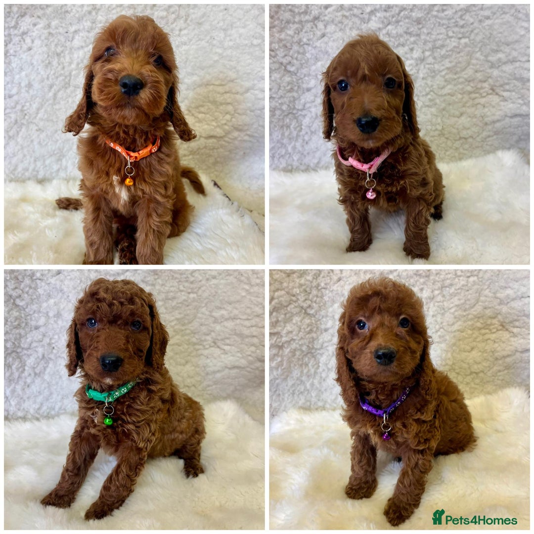 Goldendoodle dogs for sale: Outstanding Quality health tested Goldendoodles  - Image 1