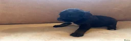 Cockapoo dogs for sale: 🩷4 beautiful cockapoo puppies 🩷 - Advert 4
