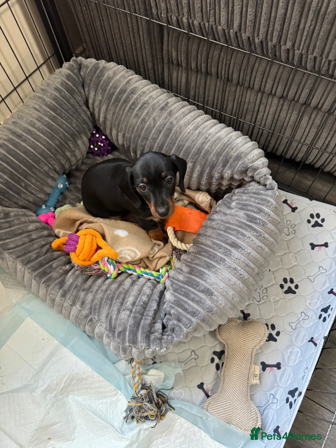 Dachshund dogs for sale: Dachshund puppy  - Advert 3