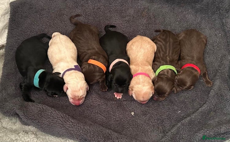 Labrador Retriever dogs - Advert 3