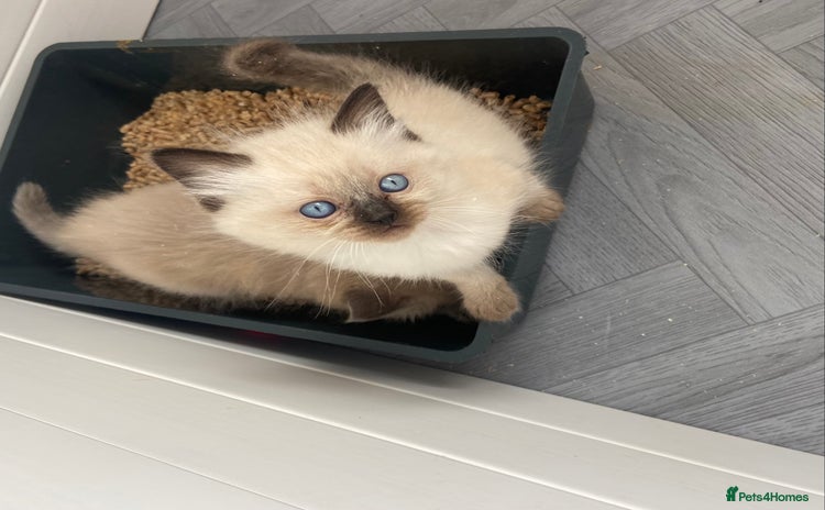 Ragdoll cats - Advert 14