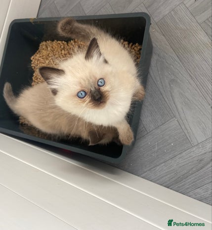 Ragdoll cats - Advert 3