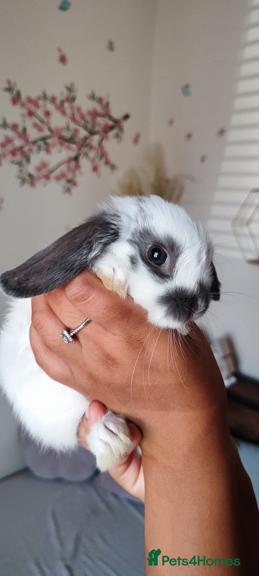 Mini Lop rabbits Mini lop  - Advert 2