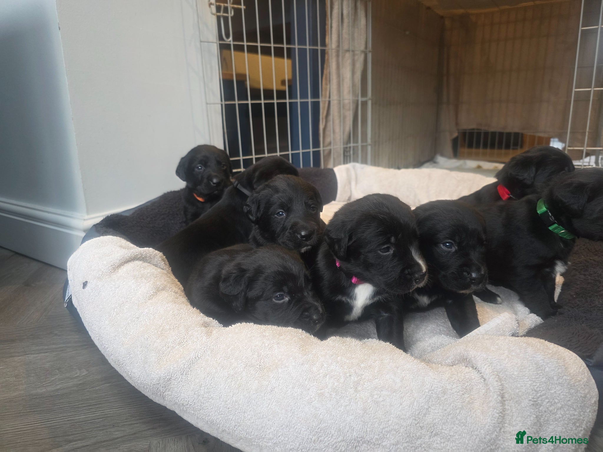 Mixed Breed dogs Labernese F1 Puppies - Advert 1