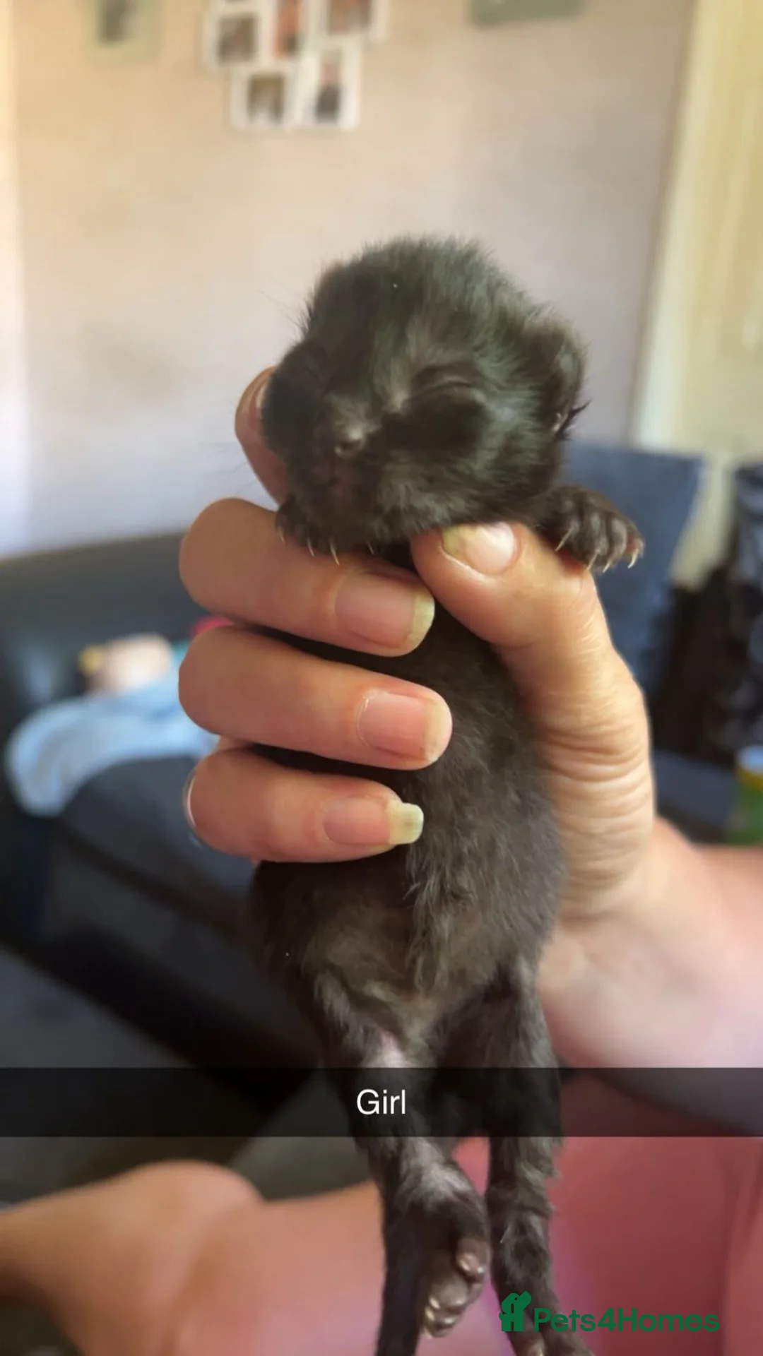 Mixed Breed cats for sale: Mixed kittens for sale in Burnley - Advert 8