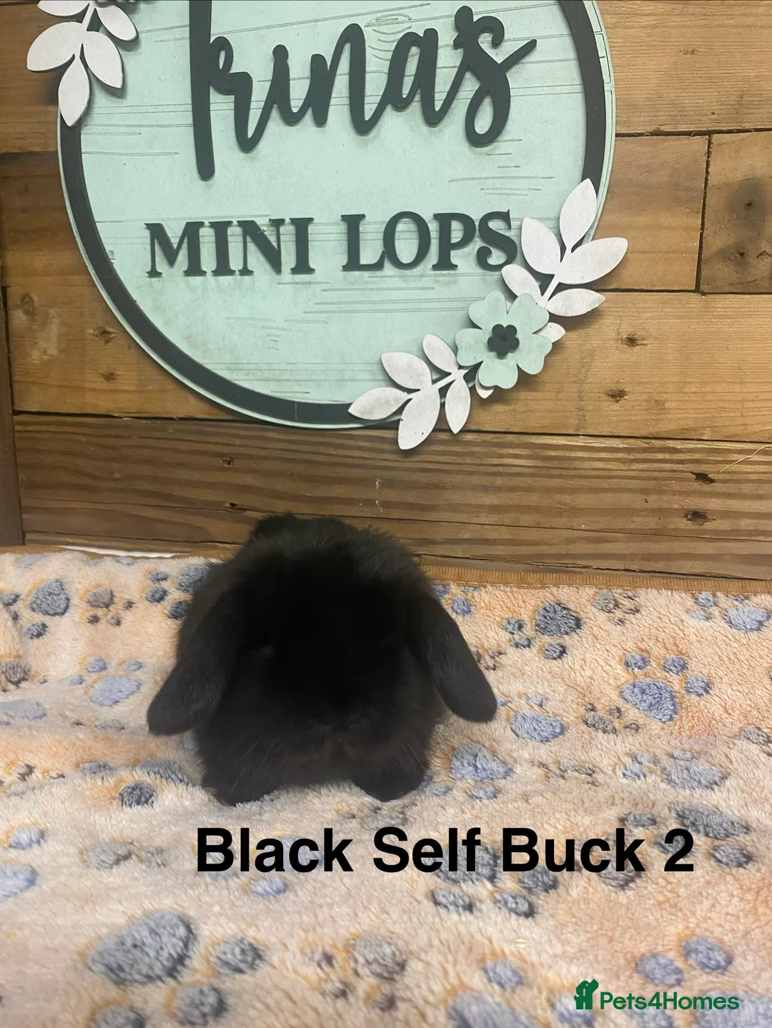 Mini Lop rabbits for sale: Purebred Baby Mini Lops - Advert 6