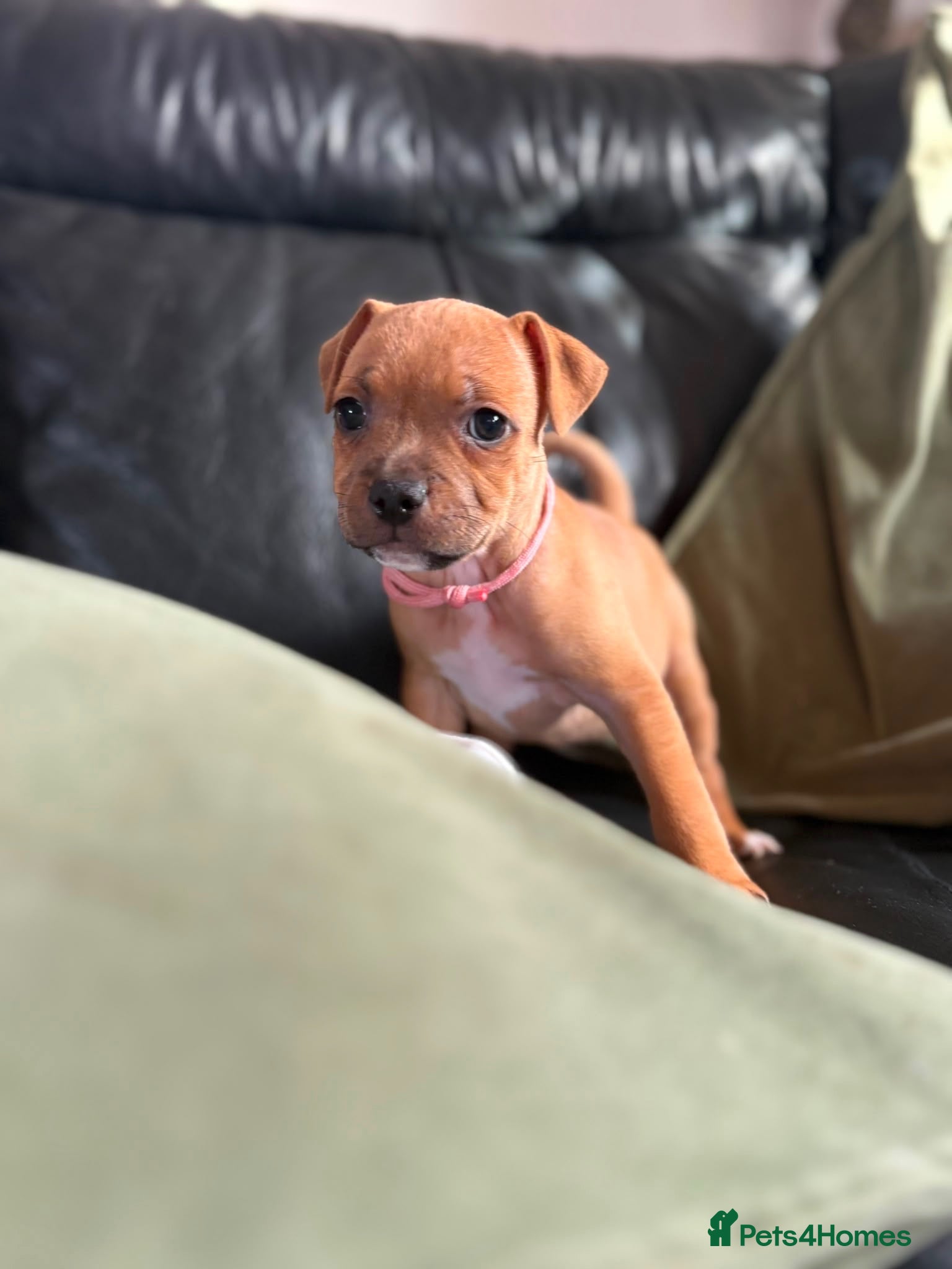 Staffordshire Bull Terrier dogs KC Red Staffordshire Bull Terriers ❤️❤️🏆🩸 - Advert 8