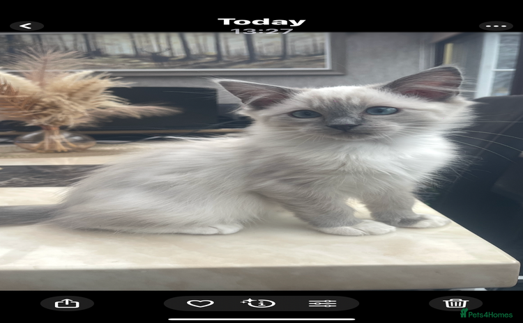 Ragdoll cats Beautiful ragdoll kittens  - Advert 4