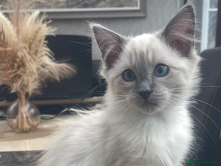 Ragdoll cats Beautiful ragdoll kittens - Advert 6