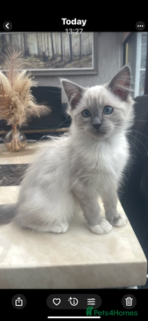 Ragdoll cats Beautiful ragdoll kittens - Advert 4