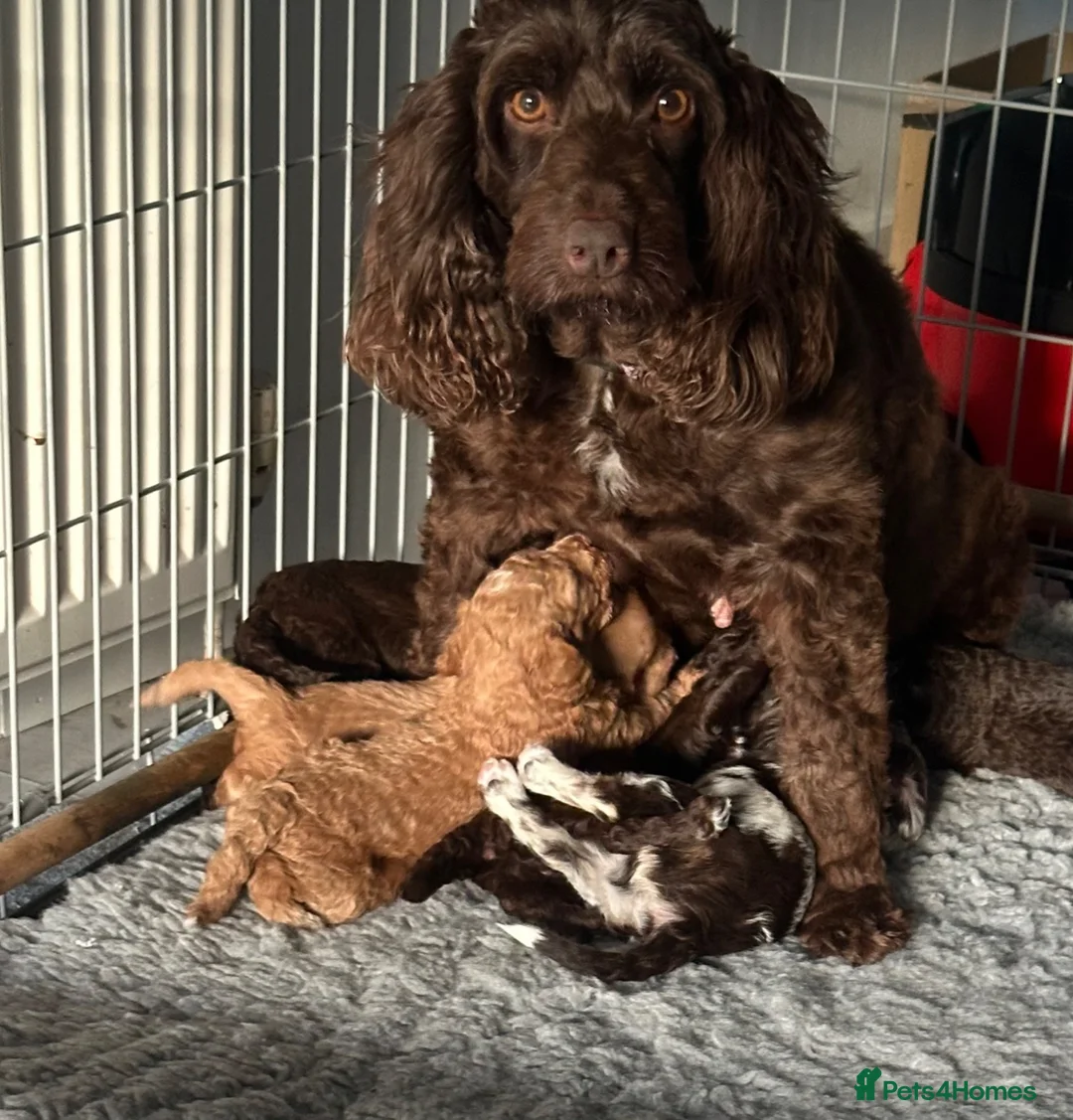 Cockapoo dogs for sale: F1B Cockapoo puppies in Carluke - Advert 9