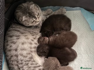 British Shorthair cats Gorgeous British Shorthair/Scottish Fold- last boy - Advert 1