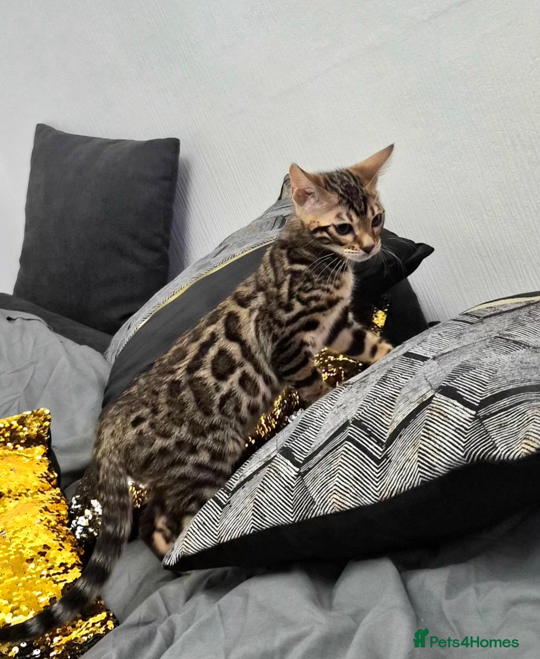 Bengal cats Bengal boy - Advert 1