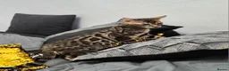 Bengal cats for sale: Bengal boy - Advert 1
