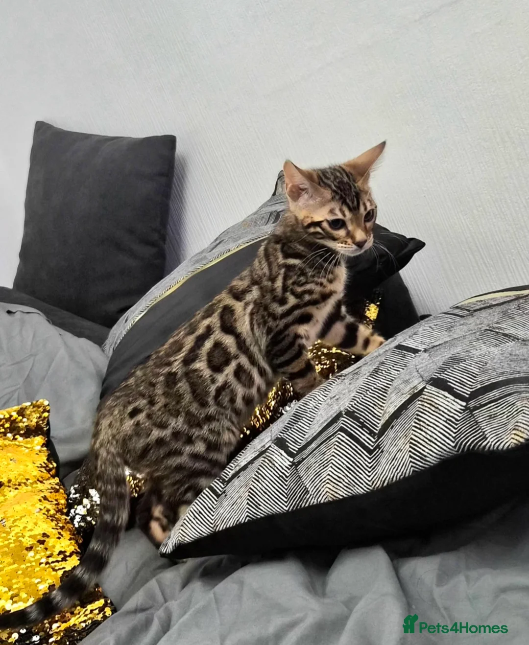 Bengal cats for sale: Bengal boy - Advert 1