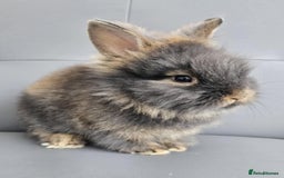 Lionhead rabbits for sale: Beautiful double maned bunnies ready to reserve - Image 3