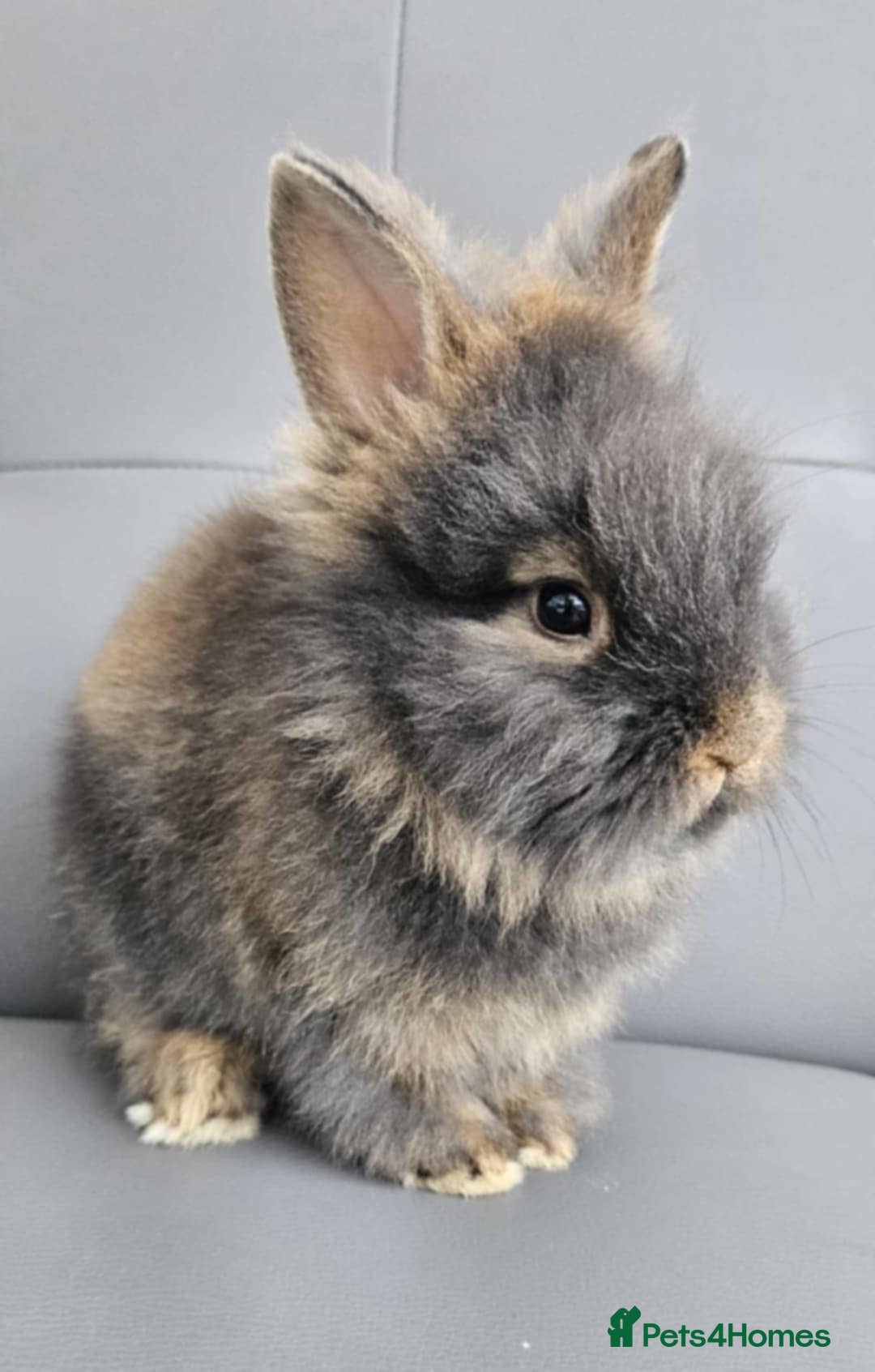 Lionhead rabbits for sale: Beautiful double maned bunnies ready to reserve - Image 3