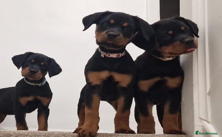 Rottweiler dogs - Advert 9