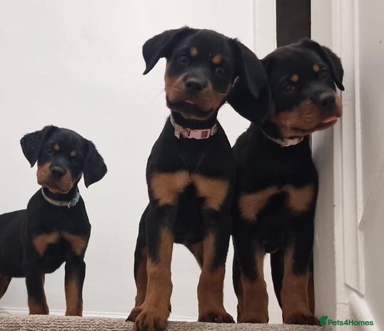 Rottweiler dogs - Advert 12