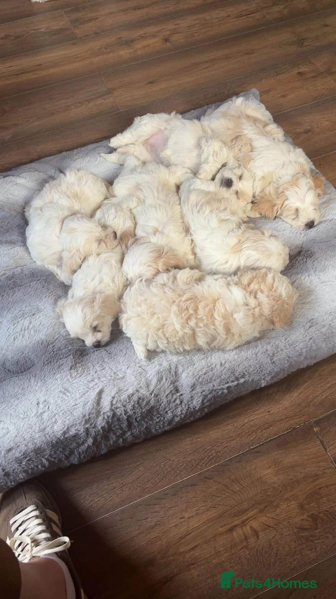 Cavachon dogs for sale: Cavachon pups  in Omagh - Advert 2