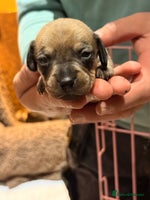 Miniature Dachshund dogs - Advert 5