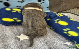 Neapolitan Mastiff dogs for sale: Neapolitan mastiff puppies  - Image 34