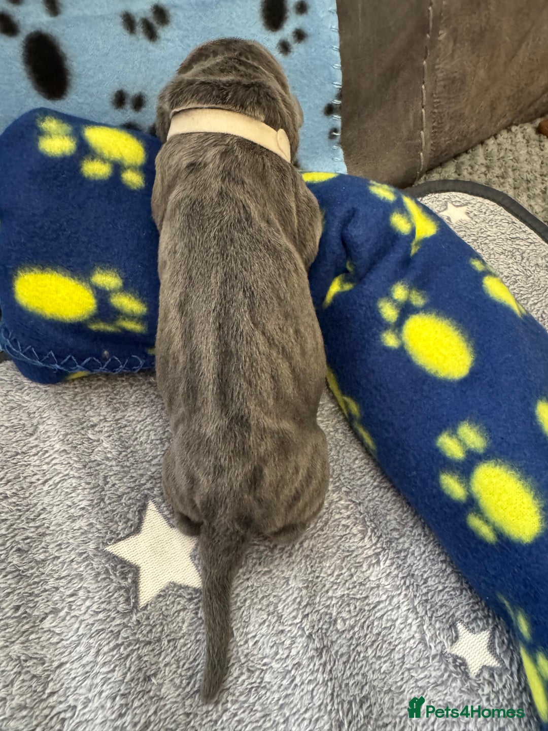 Neapolitan Mastiff dogs for sale: Neapolitan mastiff puppies  - Image 34