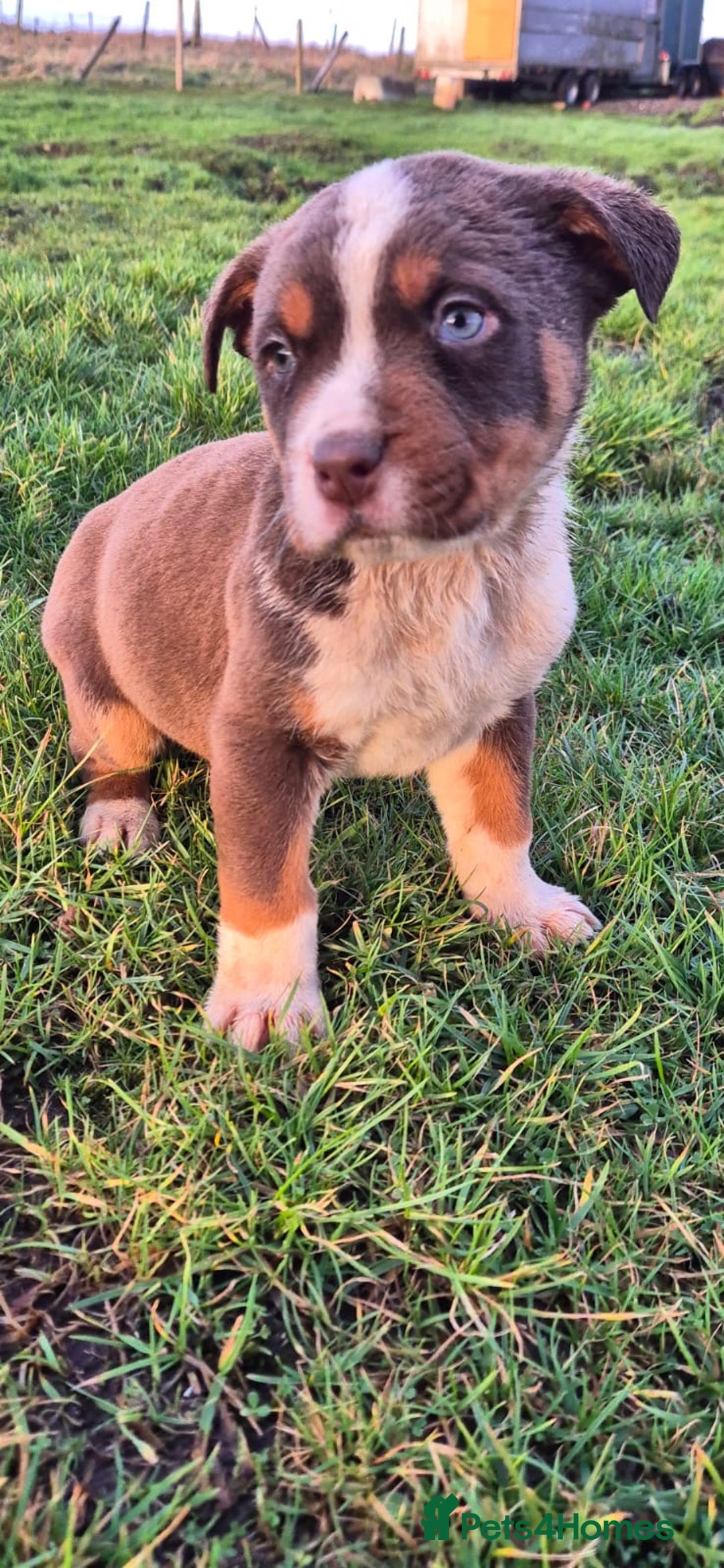 Mixed Breed dogs for sale: Mixed breed pups ready to leave - Advert 8