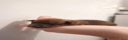 Miniature Pinscher dogs for sale: Miniature Doberman Pinscher Puppies  - Advert 7