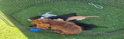 Cocker Spaniel dogs for sale: Working type Cocker Spaniels Ready now - Advert 13