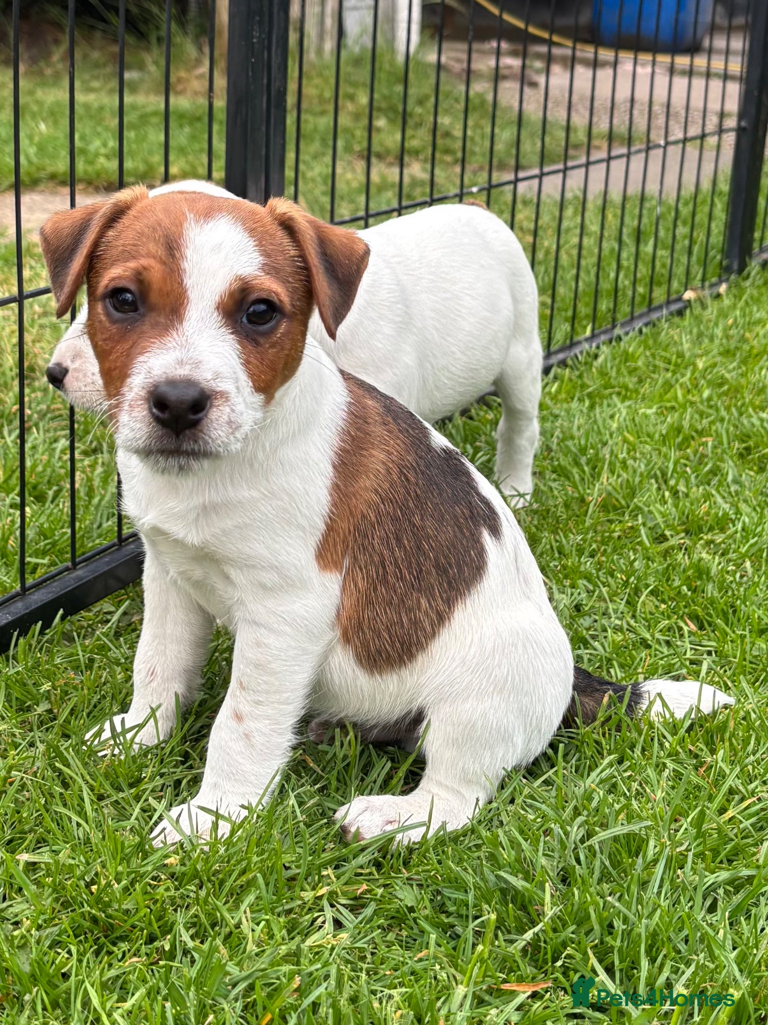 Jack Russell dogs KC Registered Jack Russell Puppies - Advert 1