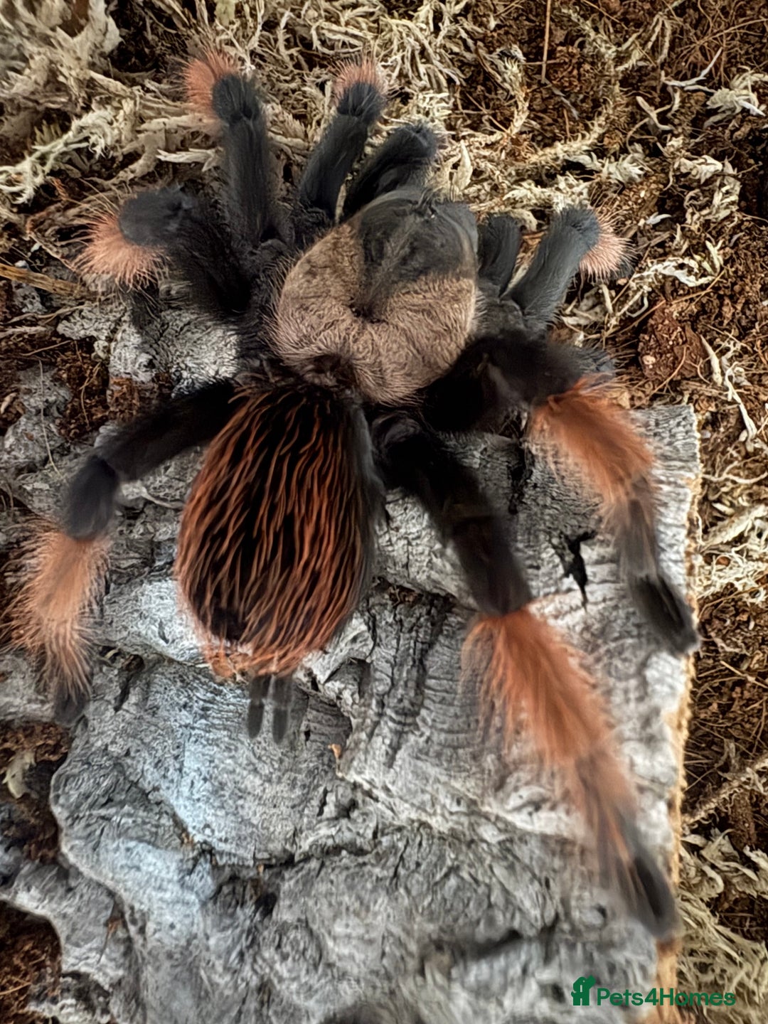 Tarantulas invertebrates for sale: 🕷️ TARANTULA’S FOR SALE 🕷️ - Advert 3