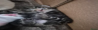 Triger