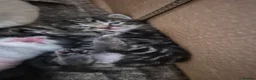 Mixed Breed cats for sale: Amazing family kittens - Advert 20