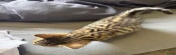 Mixed Breed cats for sale: Gorgeous kitten looking for a new loving home in Kirkcaldy - Advert 4