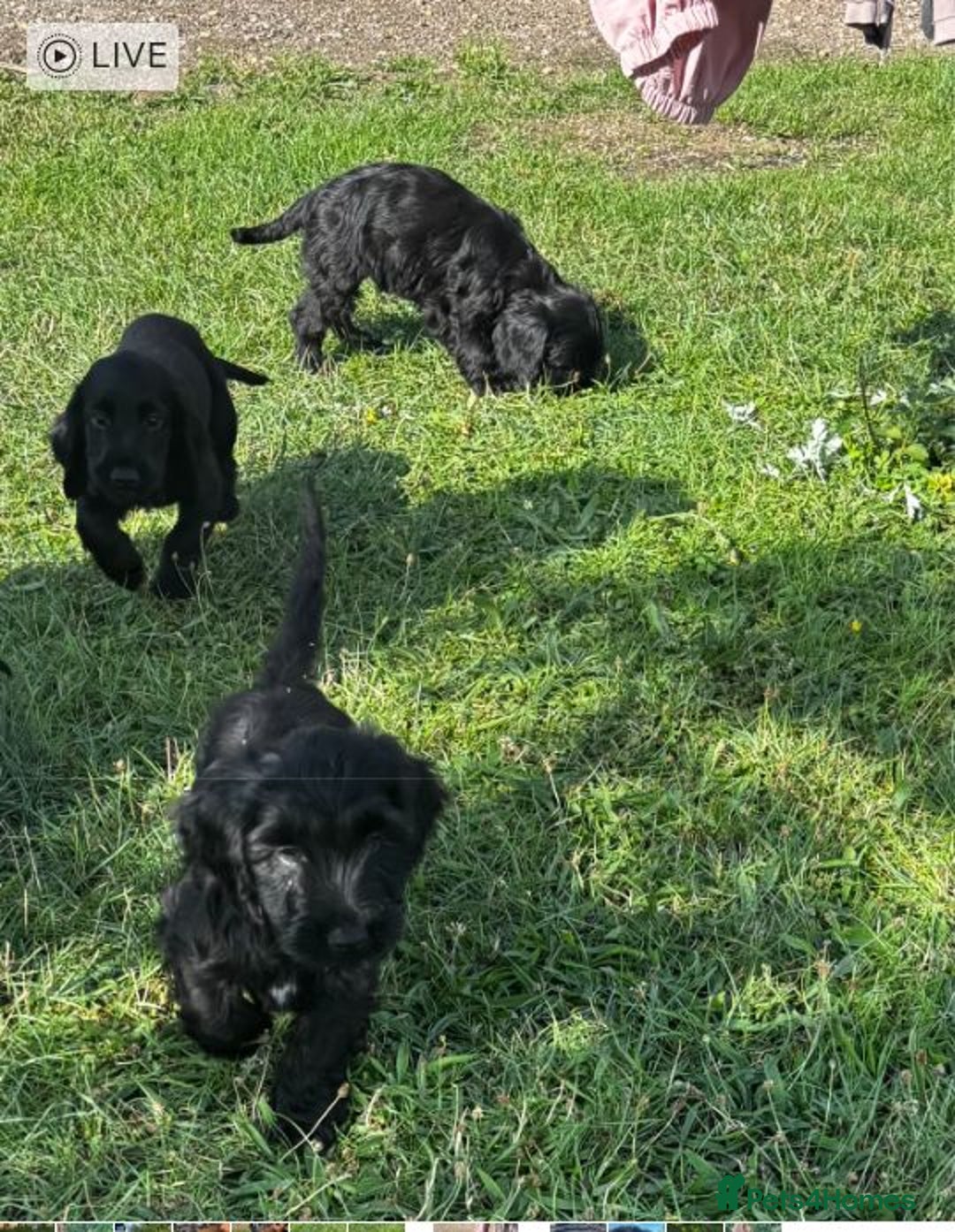 Cockapoo dogs for sale: Beautiful cockerpoo puppies  - Image 5