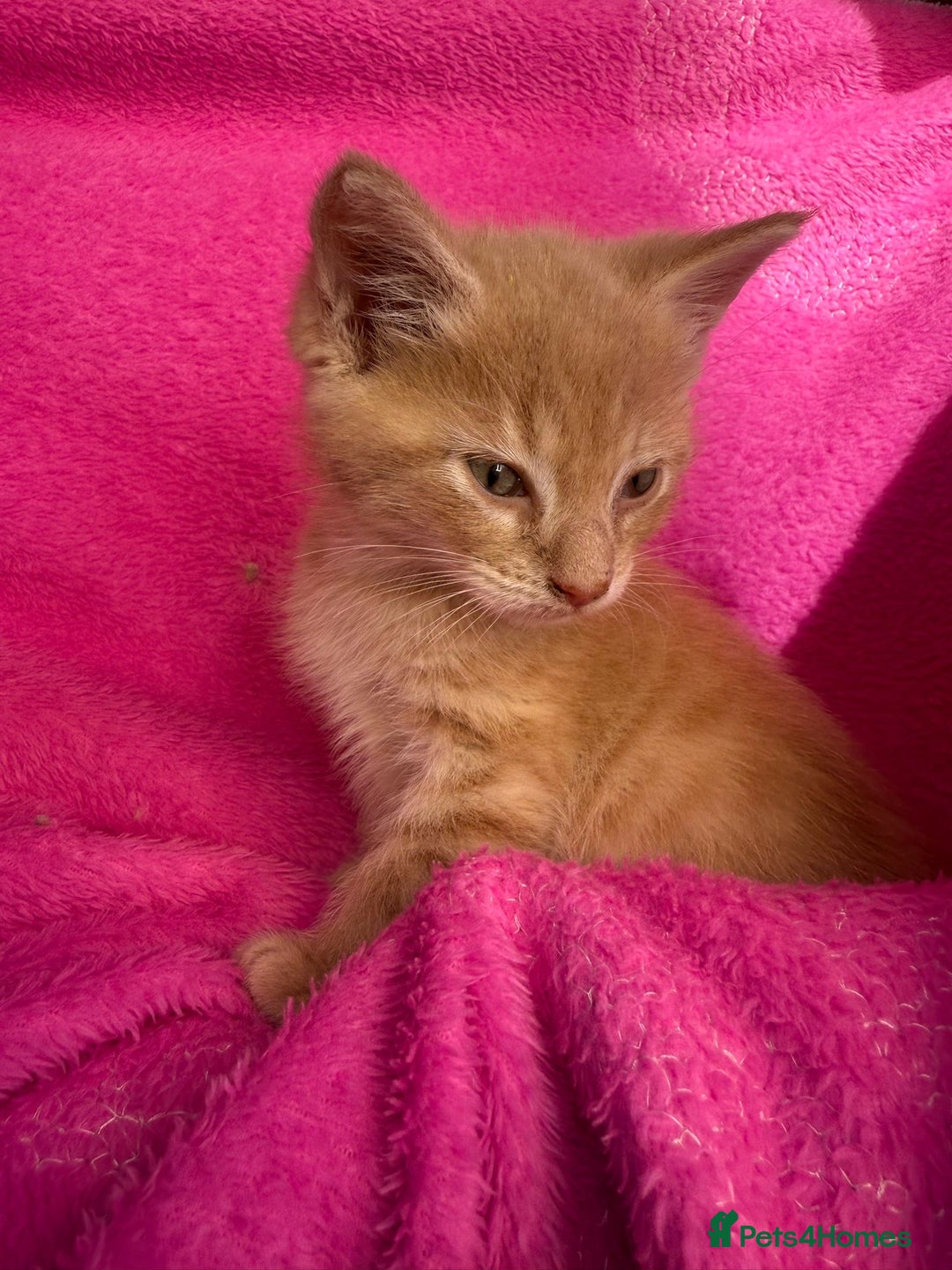 Maine Coon cats for sale: Beautiful Maine Coon Cross Kittens  - Image 16