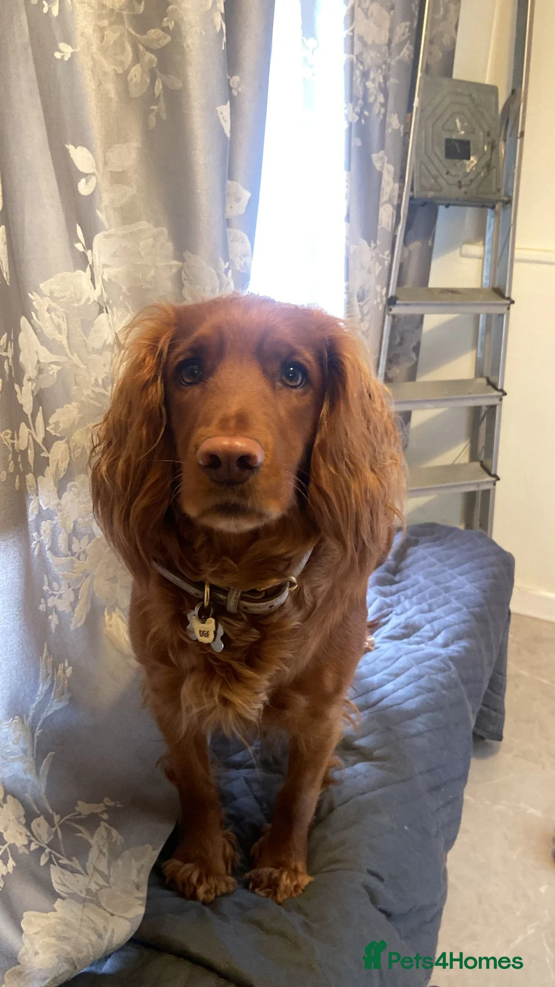Cocker Spaniel dogs for sale: Working cocker spaniels  - Advert 4