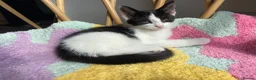 Mixed Breed cats for sale: Stunning cuddly kittens for forever homes - Advert 6