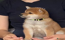 Japanese Shiba Inu dogs for sale: Quality KC Shiba Inu Puppies - Image 1