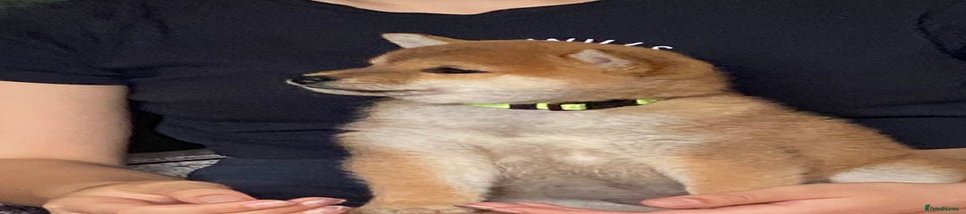 Japanese Shiba Inu Puppy 6