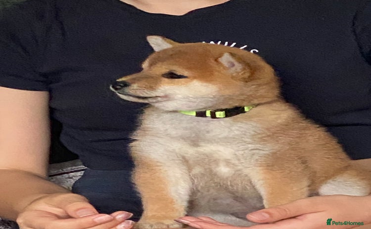 Japanese Shiba Inu dogs - Advert 1